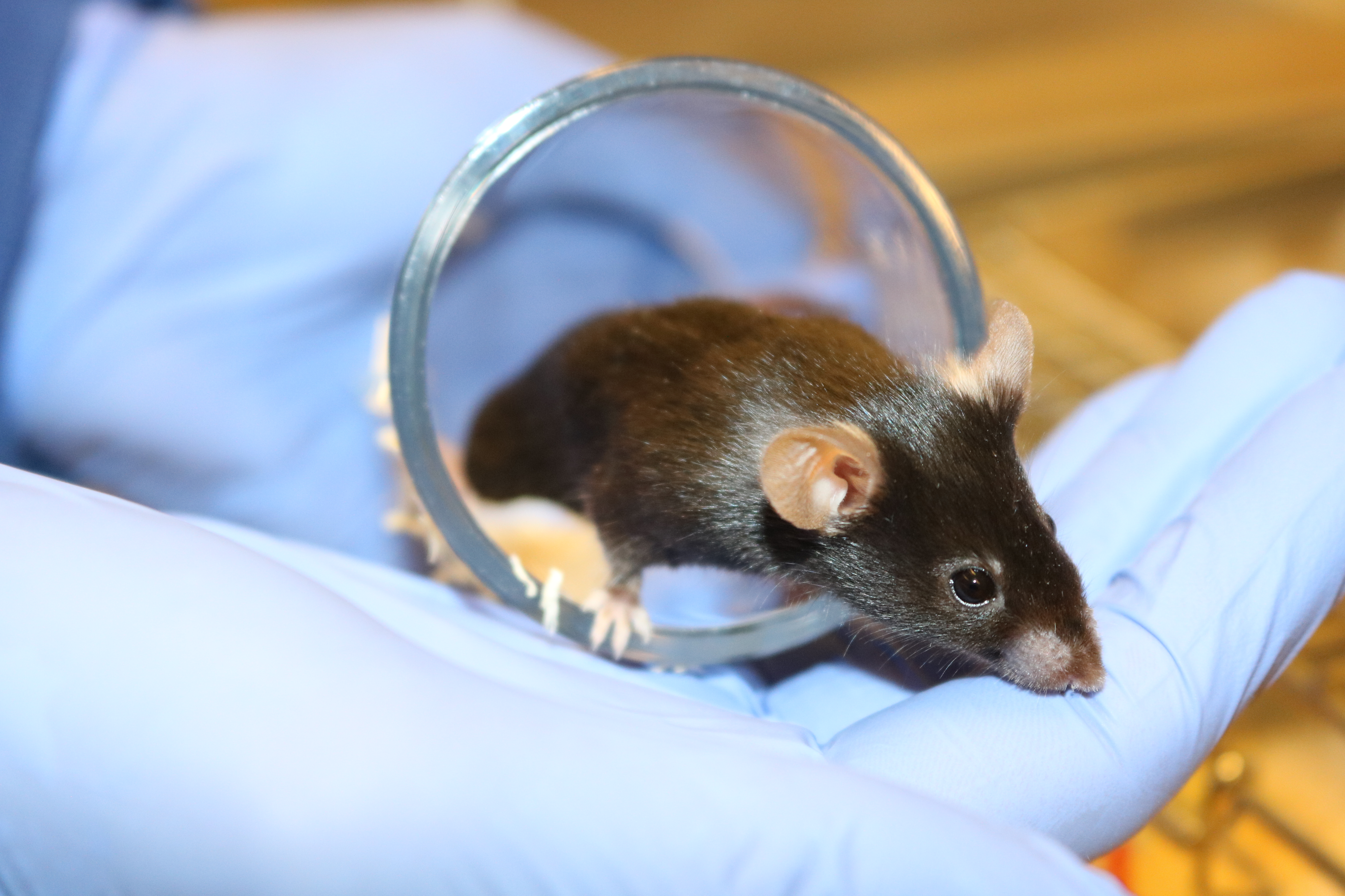 Tunnelhandling Maus (UZH/ Mattea Durst)